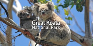 Great Koala National Park
