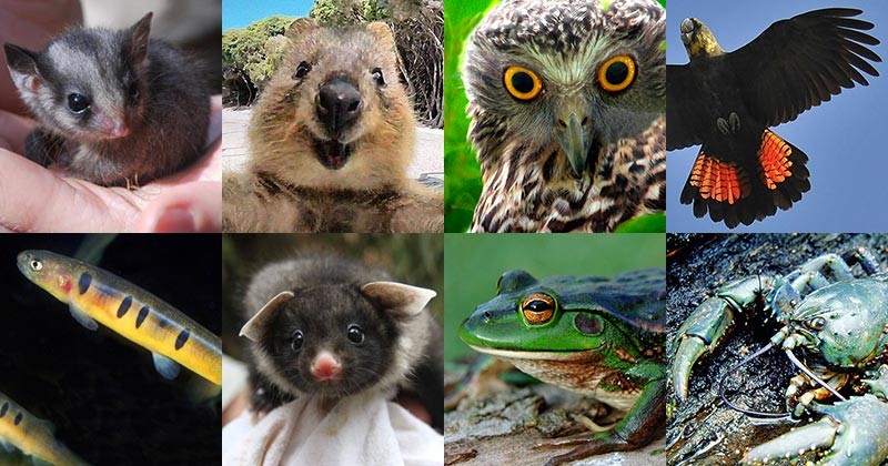 Threatened Species in Australia (Pictured: Leadbeater's Possum, Quokka, Powerful Owl, Glossy Black Cockatoo, Barred Galaxias, Yellow-bellied Glider, Growling Grass Frog, Giant Freshwater Crayfish)