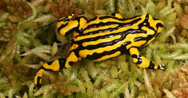 Pseudophryne Corroboree via Australian Geographic