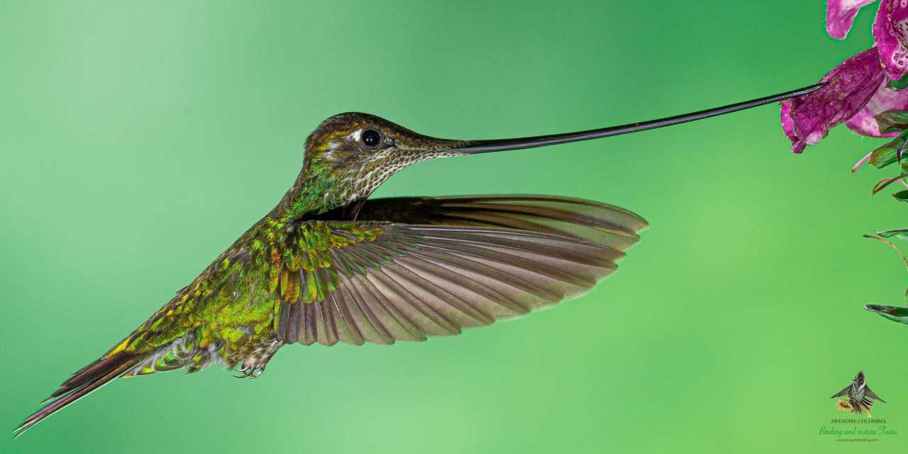 Sword Billed Hummingbird by Bogota Birding ©2019
