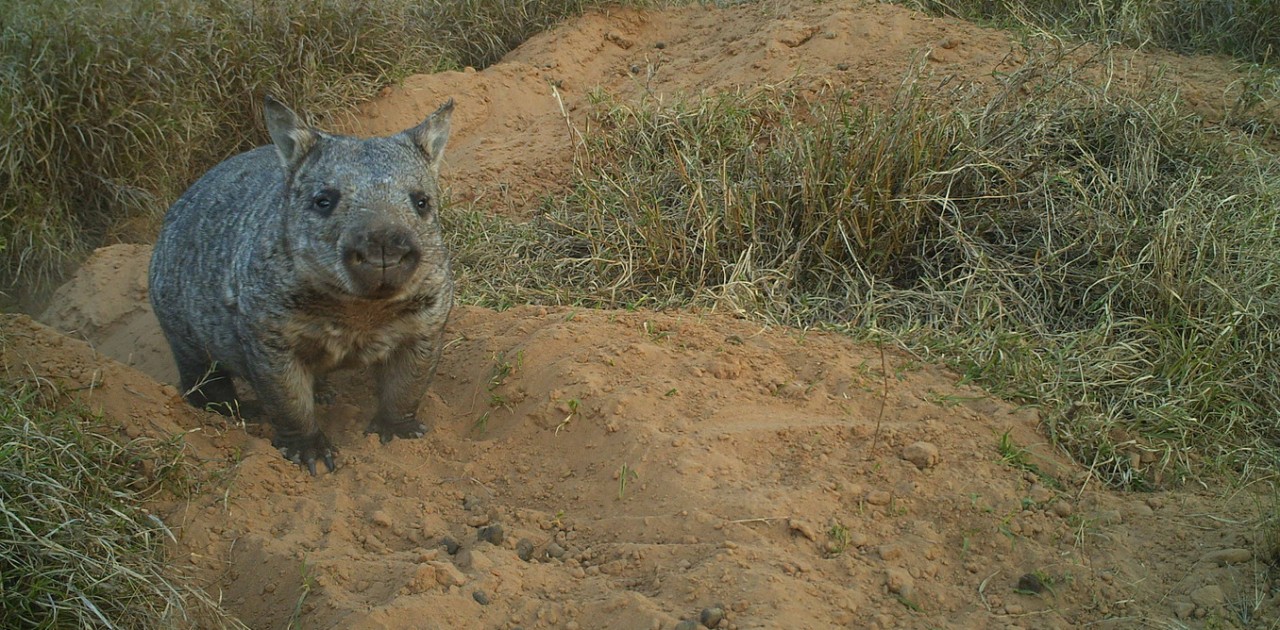 Northern Hairy-nosed Wombat via Queensland Department of Environment and Heritage Protection