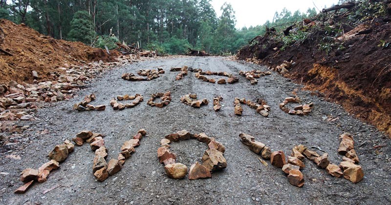 Stop Logging Now - Save Tanglefoot