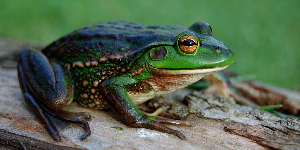 Growling Grass Frog by Tereza T via Wikipedia