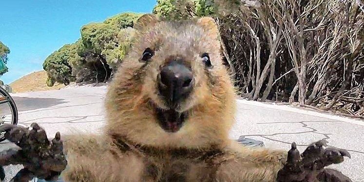 Quokka by @cambojones2020