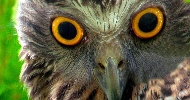 Powerful Owl via Coal Point Progress Association