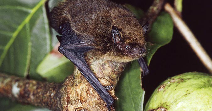 Chsitmas Island Pipistrelle by Dr Lindy Lumsden