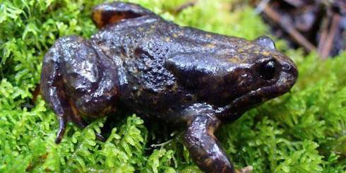 Baw Baw Frog via Zoos Victoria