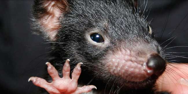 Tasmanian Devil Baby