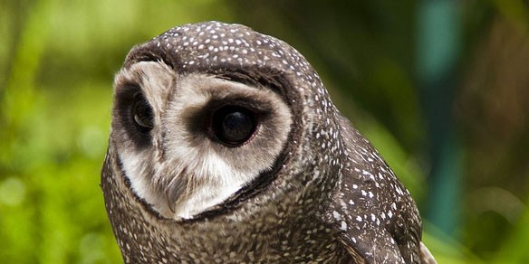 Greater Sooty Owl