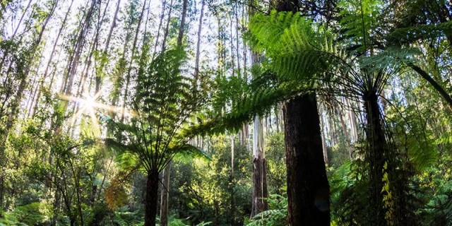 Tree ferns in a proposed coupe via Friends of Noojee's Trees