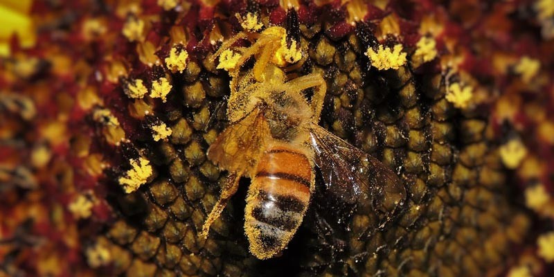 The Amateur Anthecologist - Captured honeybee on Helianthus