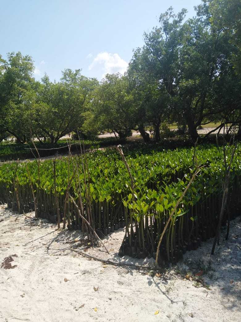 Mangrove 3