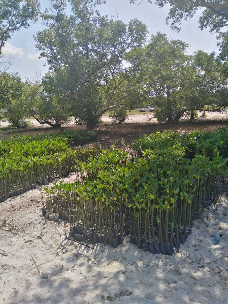 Mangrove 4