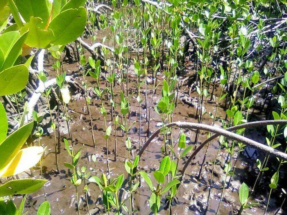 Mangroves Planted