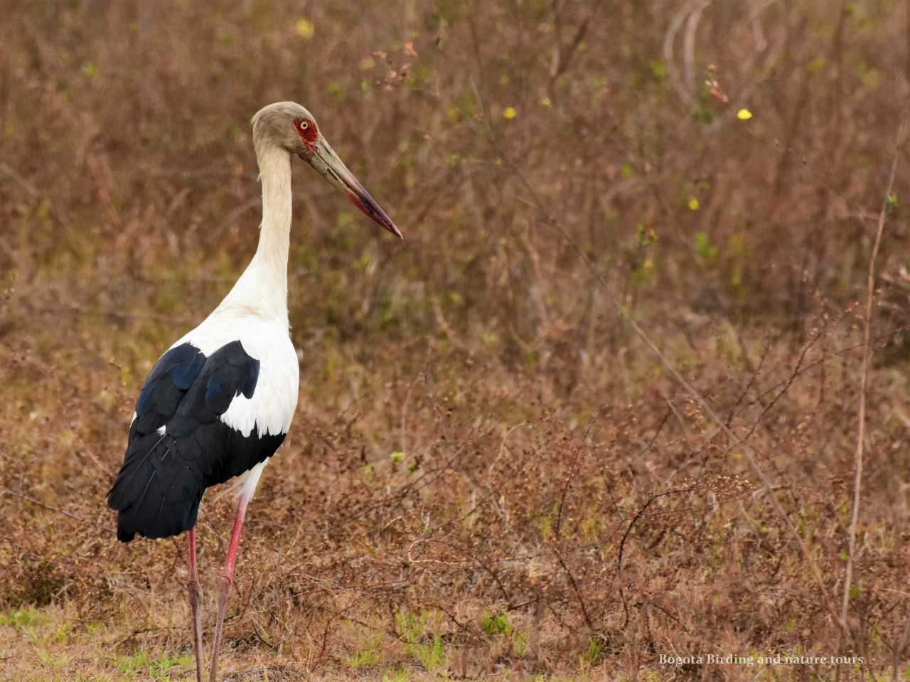 Maguari Stork - Ciconia maguari - Cigüeña Llanera