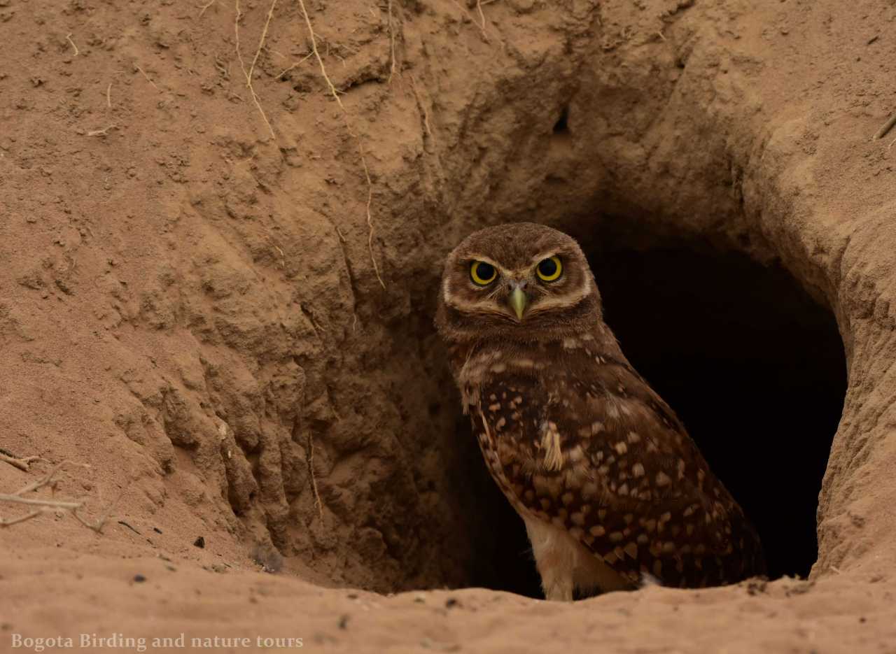 Burrowing owl - Athene cunicularia - Casanare - Birding Bogota - Birdwatching Colombia