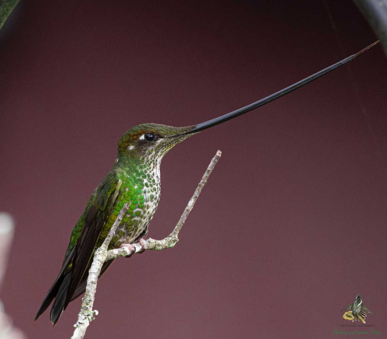 Sword-billed Hummingbird - Ensifera ensifera- Observatorio de Colibries - La Calera
