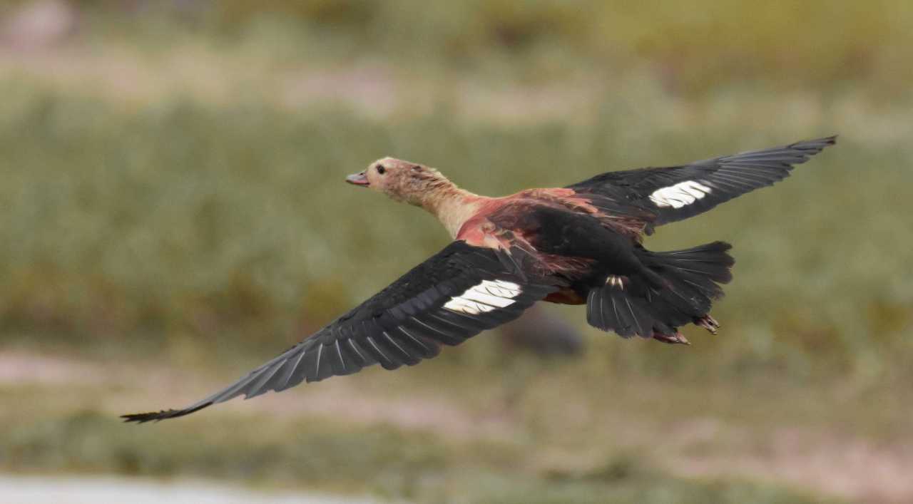 Orinoco Goose - Neochen jubata - Ganso del Orinoco - Hato La Aurora, Casanare