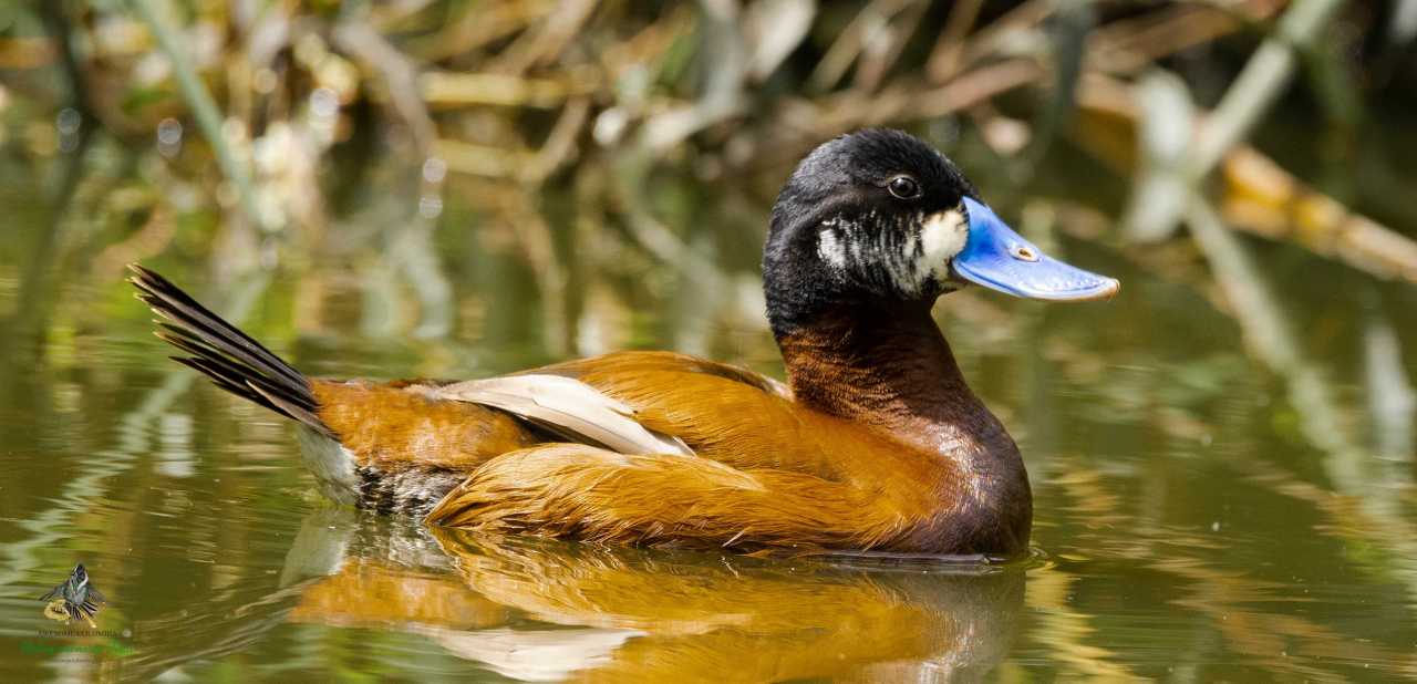 Ruddy Duck - Oxyura jamaicensis - Pato Turrio - Bogota Birding