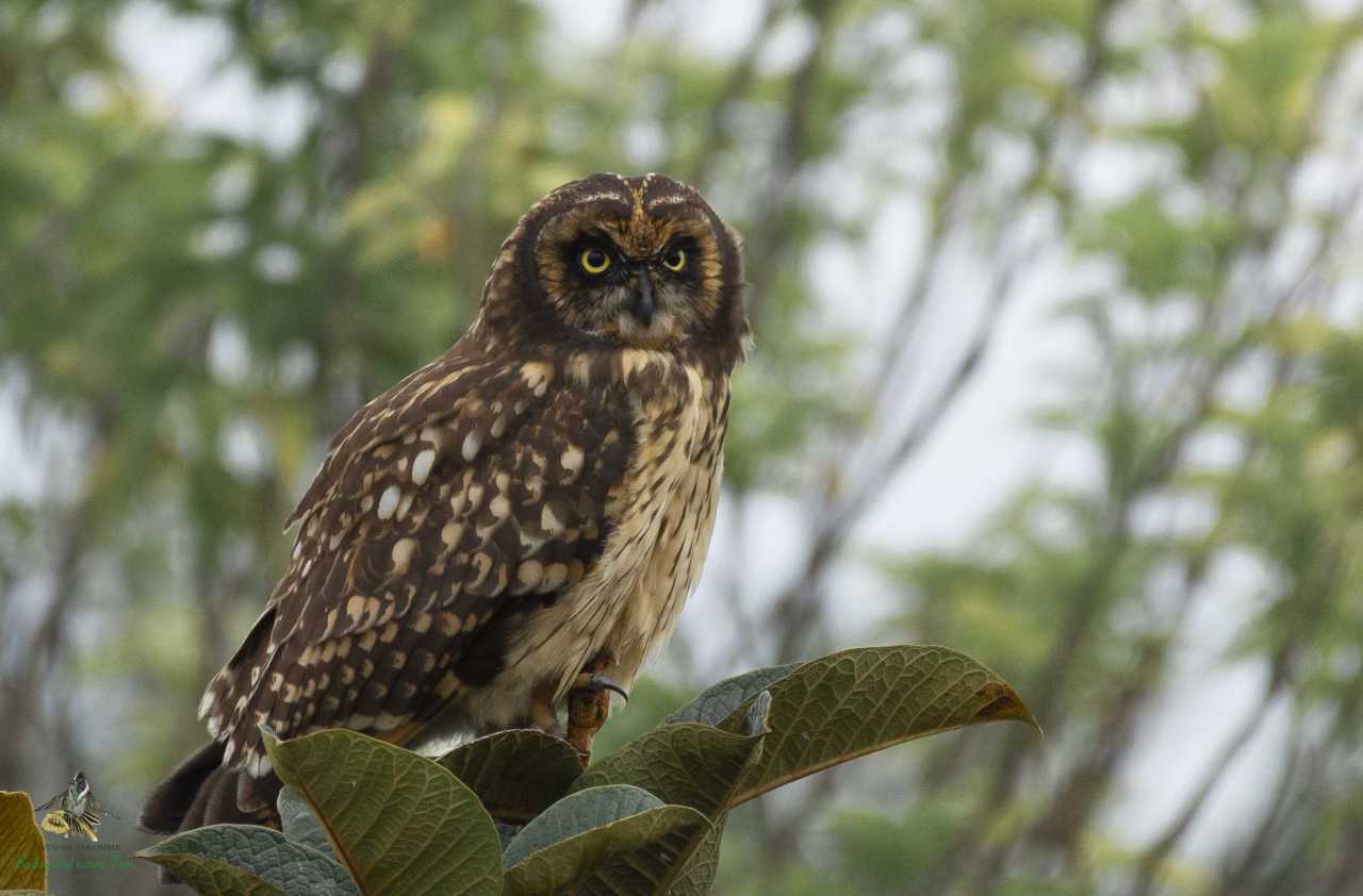 Asio flammeus - Short Eared Owl - Bogota Birding & Colombia Wildlife Tours - Jaboque2