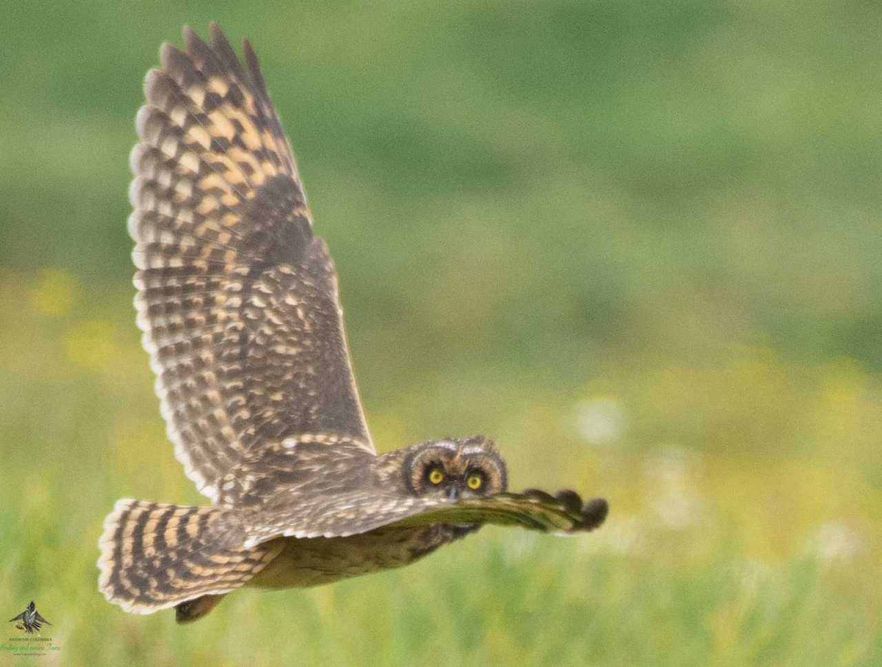 Asio flammeus - Short Eared Owl - Bogota Birding & Colombia Wildlife Tours
