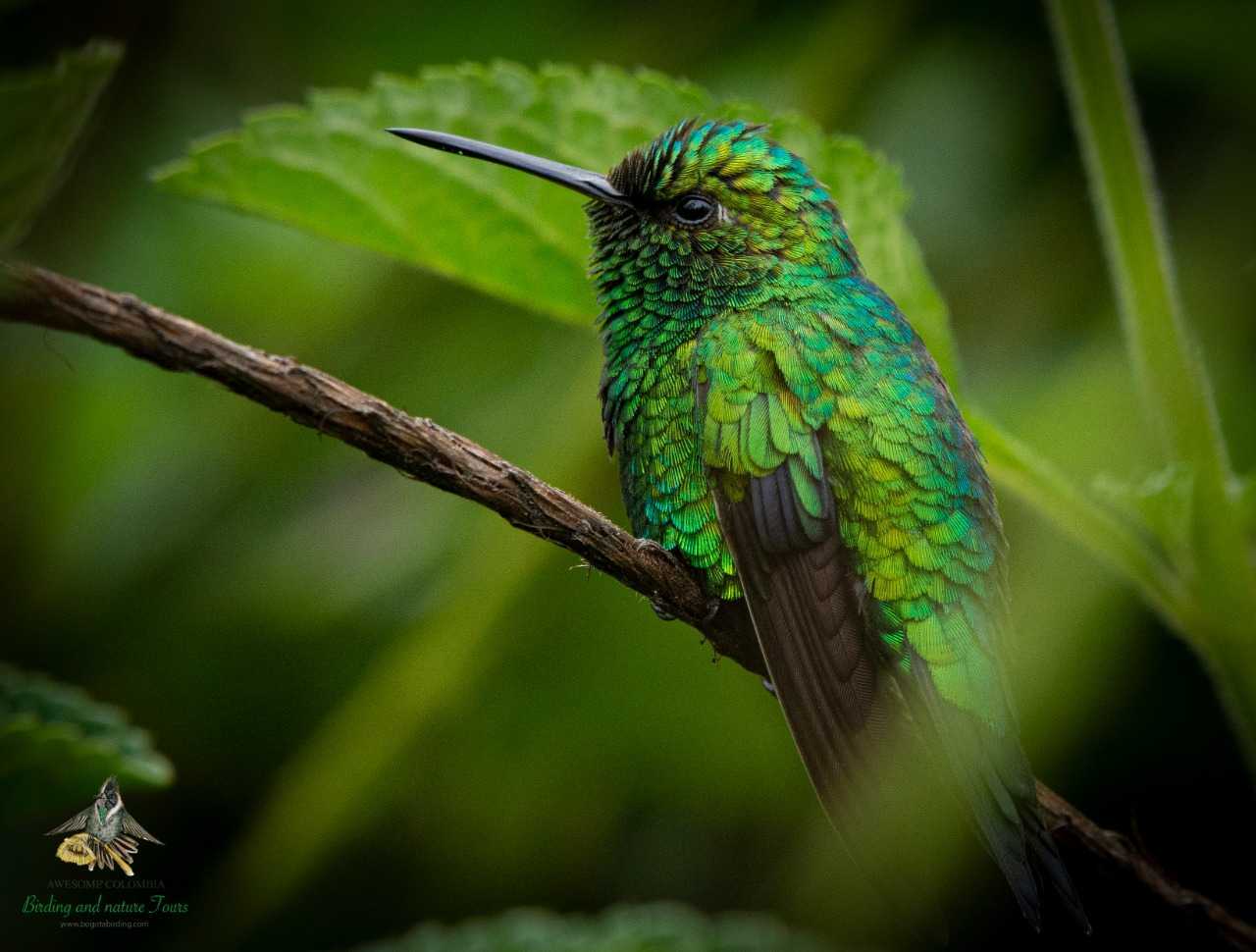 Red-billed Emerald-Chlorostilbon gibsoni-Esmeralda Piquiroja-Birding Colombia