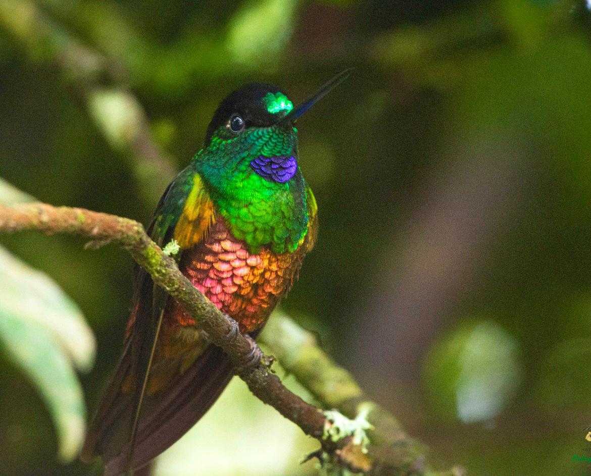 Colibrie hibrido - Monserrate, Colombia - Bogota Birding