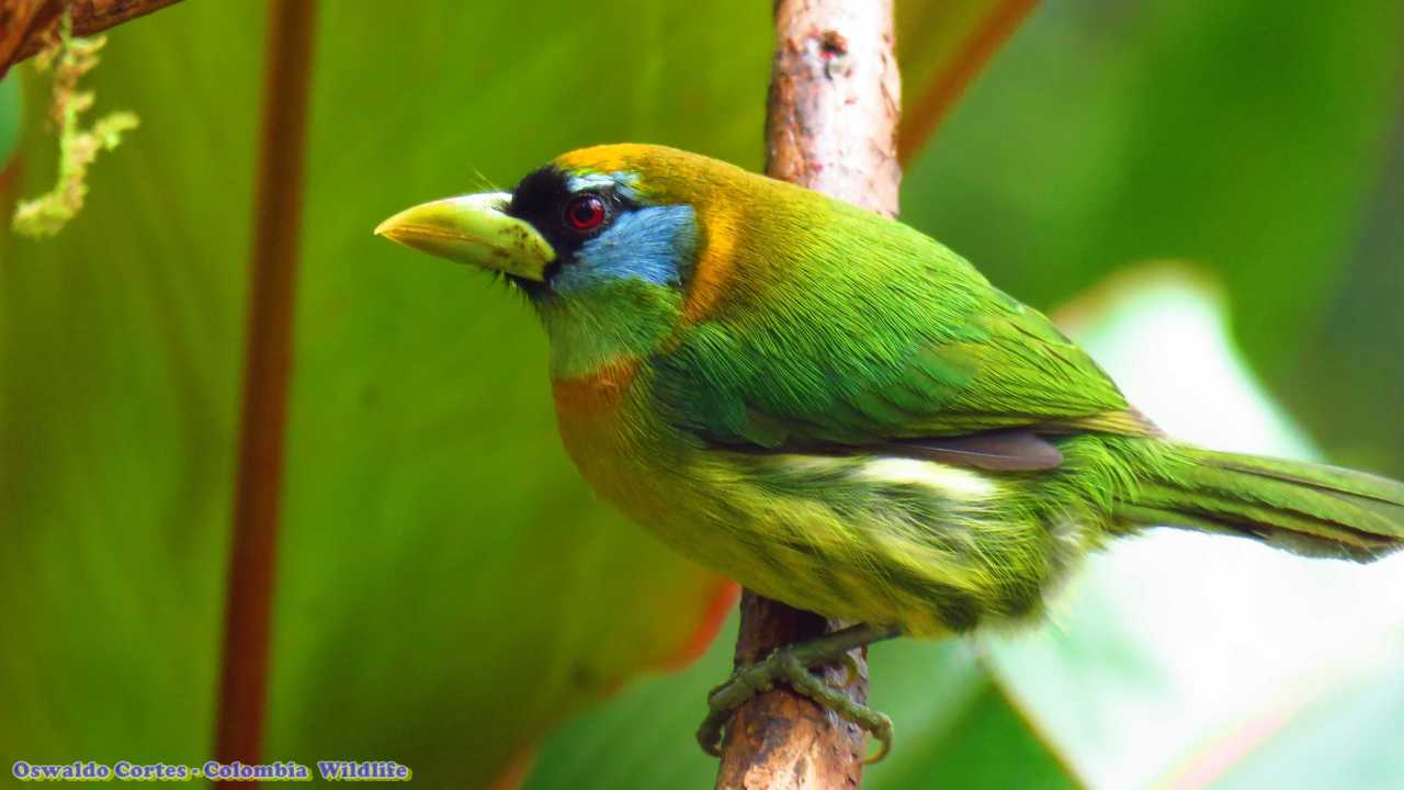 Red-headed Barbet - Eubucco bourcierii - Torito cabecirojo - Bogota Birding - Colombia Birding