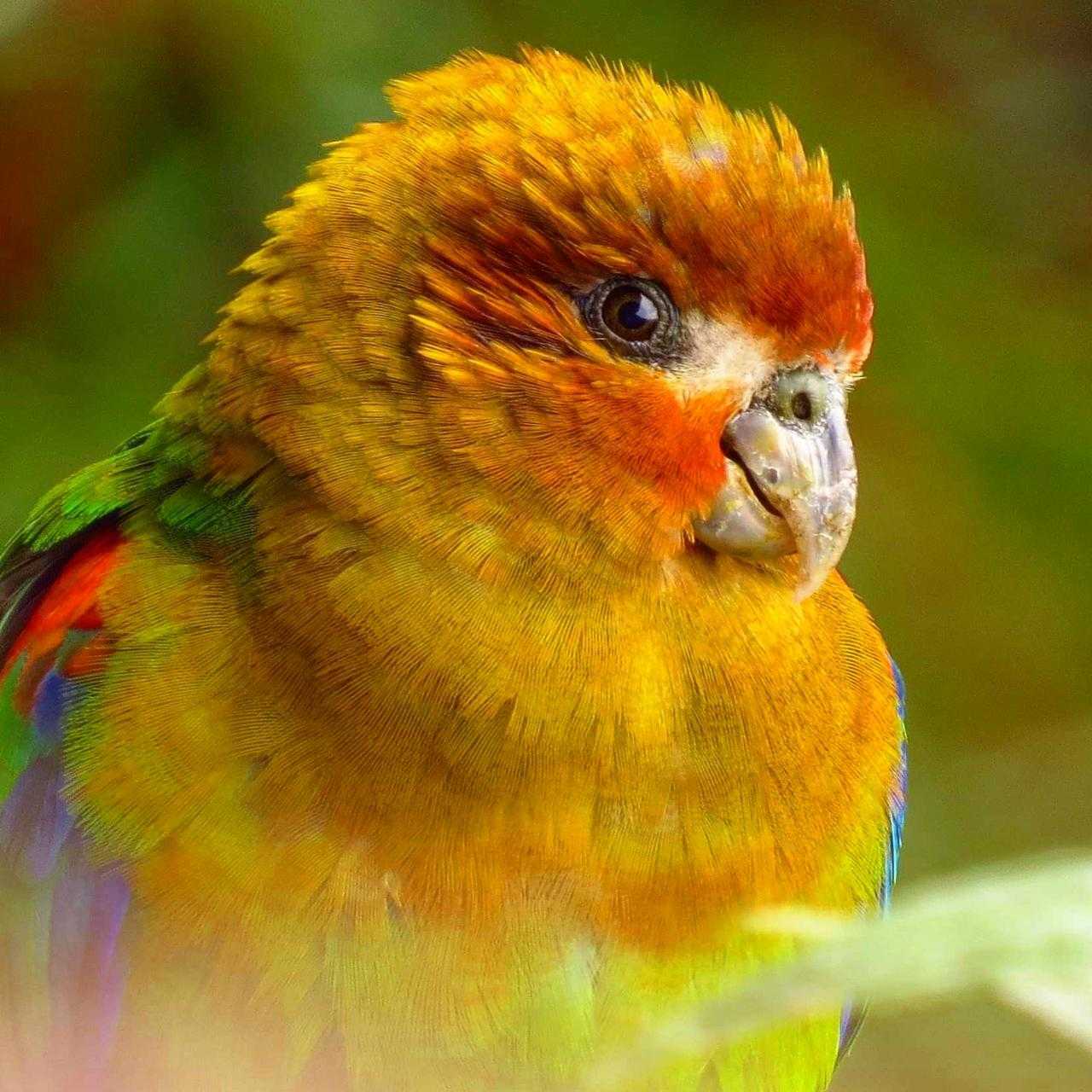 Rusty-faced Parrot - Hapalopsittaca amazonina - Cotorra Montañera - Colombia Birding