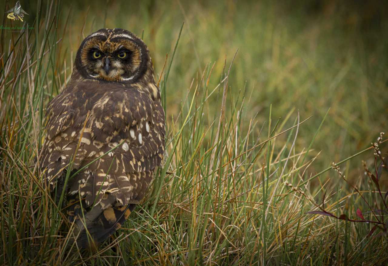 Short-eared Owl - Asio flammeus - Bogota Wetlands -Bogota Birding - Colombia Birding