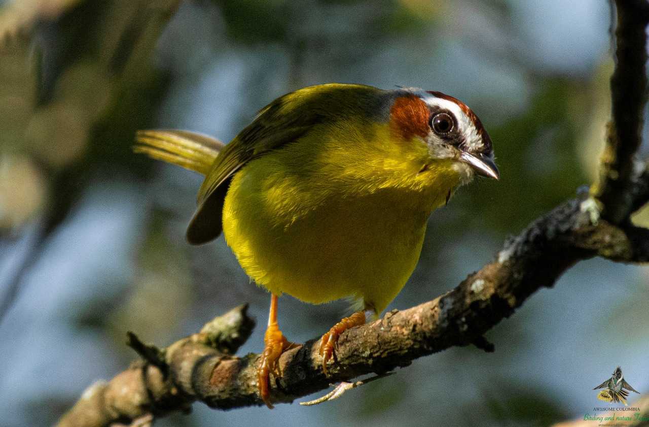 Rufous-capped Warbler - Basileuterus rufifrons - Arañero cabecirrufo - Bogota Birding - Colombia Birding