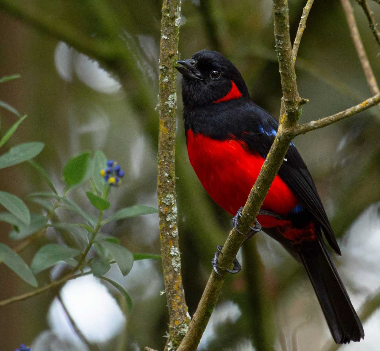 Scarlet-bellied Mountain-Tanager - Anisognathus igniventris - Clarinero - Tangara Escarlata - Bogota Birding - Colombia Birding