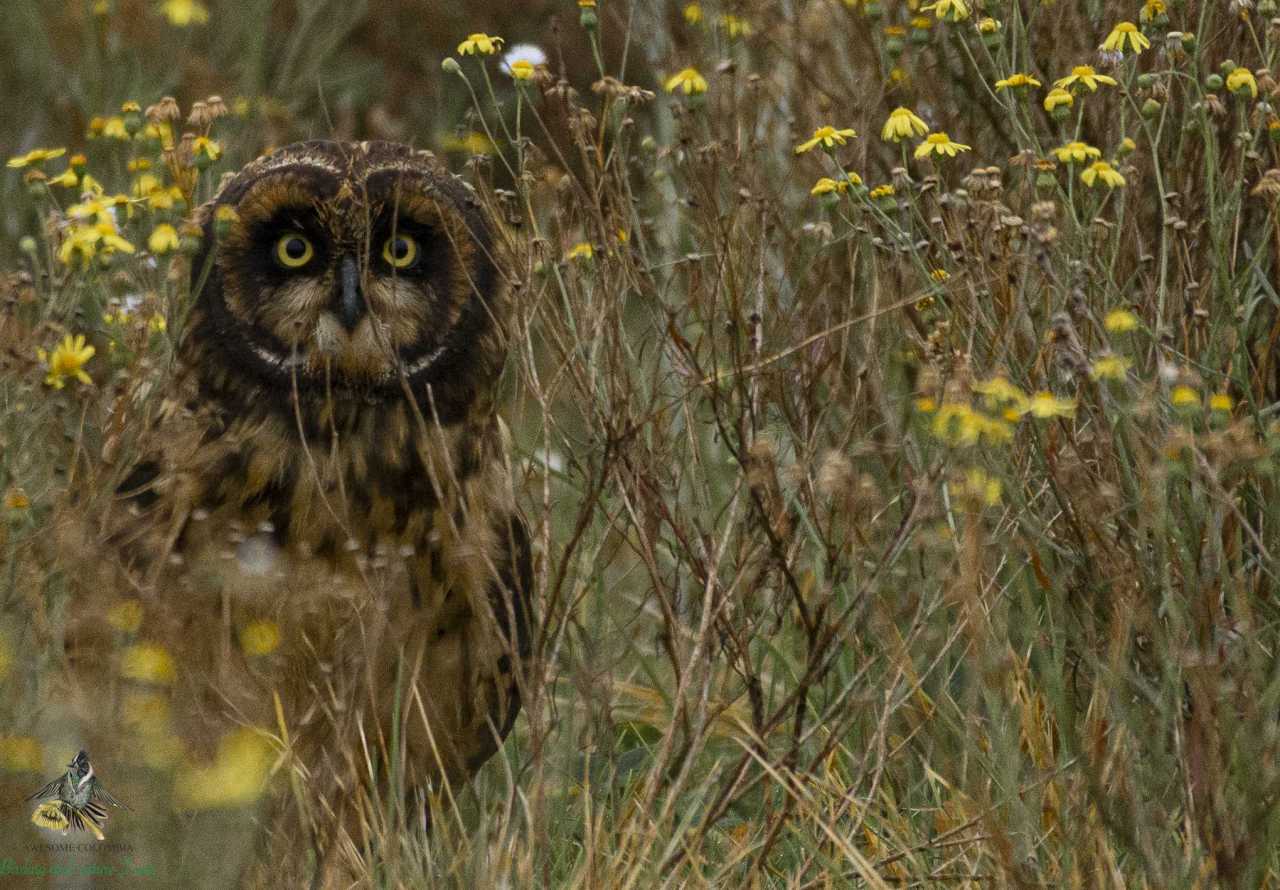 Asio flammeus - Short Eared Owl - Bogota Birding & Colombia Wildlife Tours - Jaboque