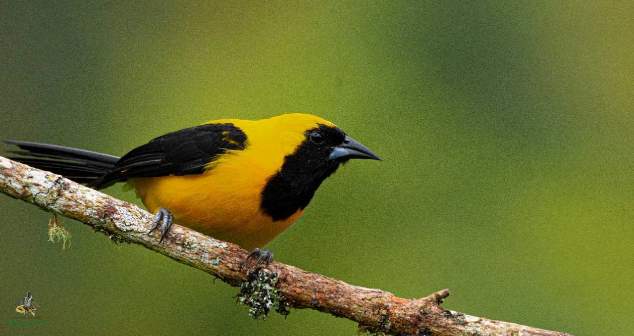 Yellow-backed Oriole - Icterus chrysater - Toche - Turpial - Bogota Birding - Colombia Birdwatching