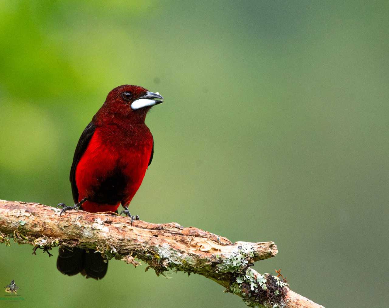 Crimson-backed Tanager - Ramphocelus dimidiatus - Cardenal - Bogota Birding - Colombia Birding