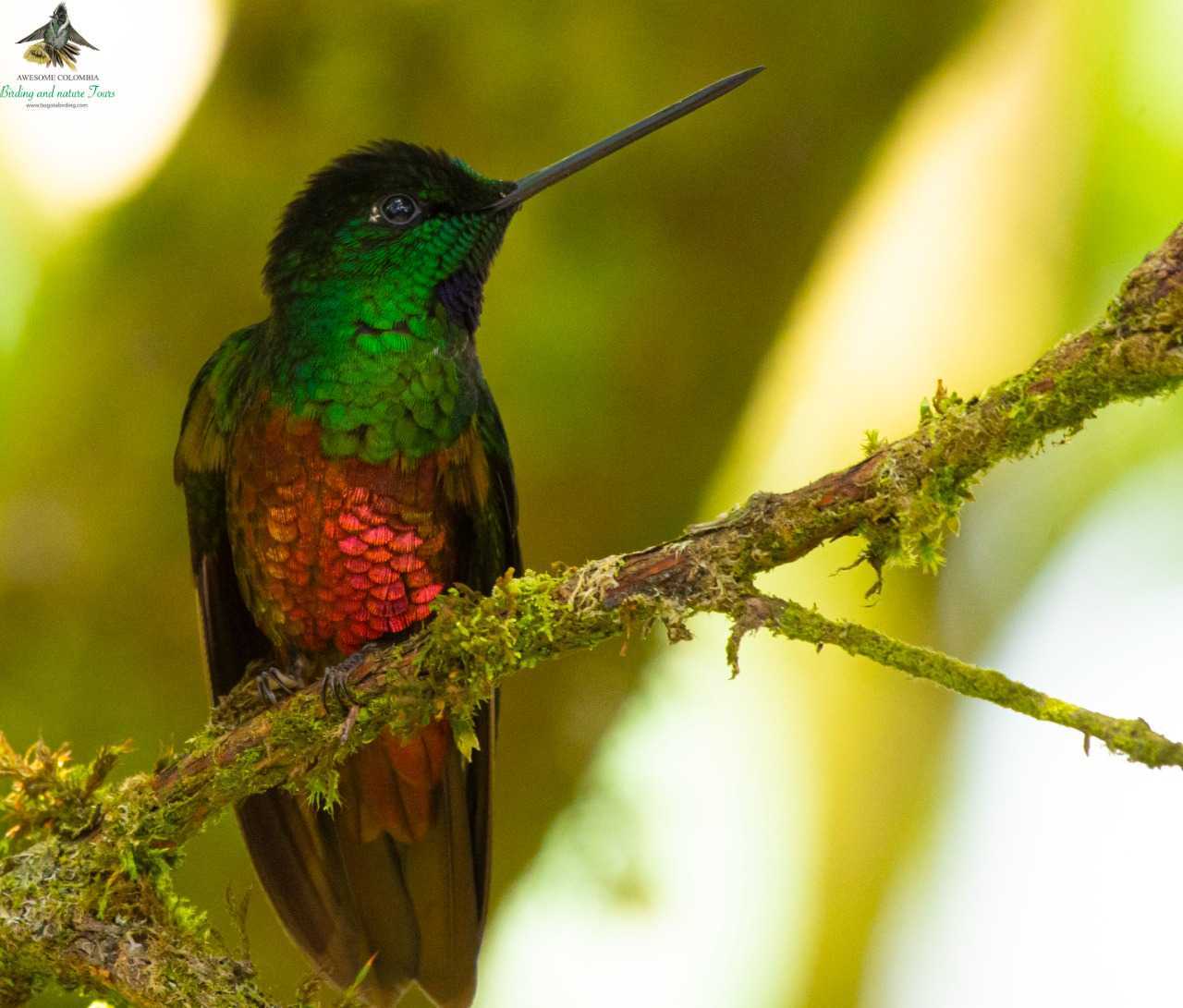 Hybrid Hummingbird or Mistery Hummingbird- Colibri de Monserrate - Bogota Birding - Colombia Birdwatching and Photography