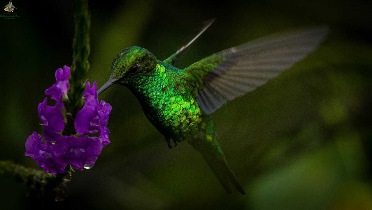Red-billed Emerald - Chlorostilbon gibsoni- Colibri Esmeralda  - Bogota Birding - Colombia Birdwatching and Photography