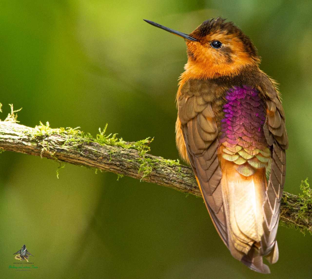 Shining Sunbeam - Aglaeactis cupripennis - Colibri Cobrizo - Bogota Birding - Colombia Birdwatching and Photography