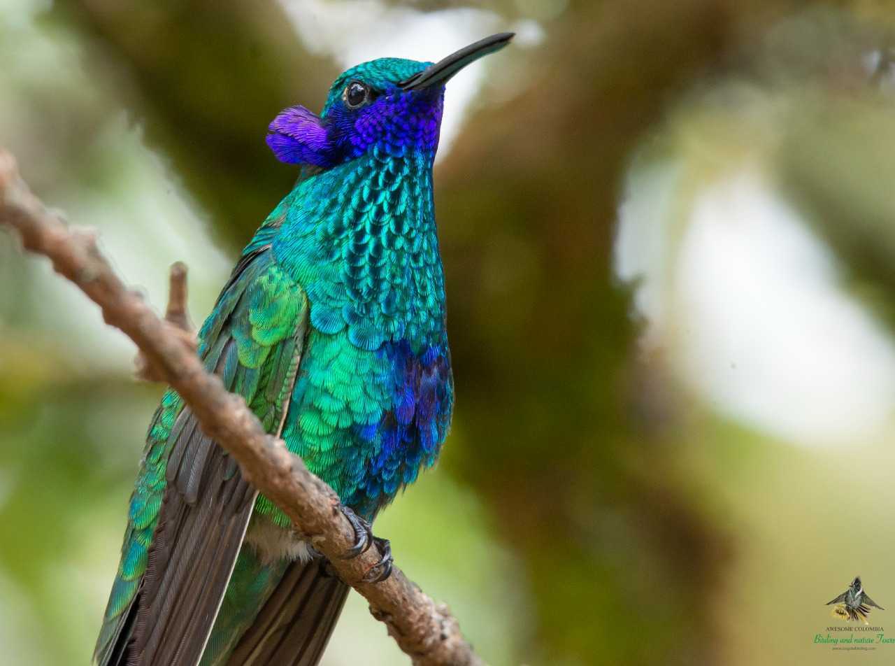 Sparkling Violetear - Colibri coruscans - Colibrí Chillón - Bogota Birding - Photography Birds