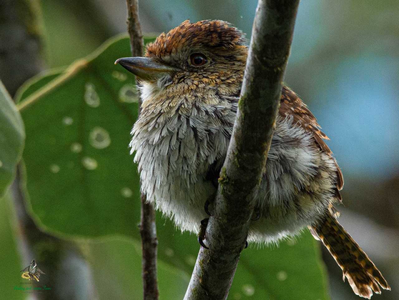 Western Striolated puffbird - Nystalus obamai - Buco Estriado - Putumayo - Bogota Birding - Colombia Birding