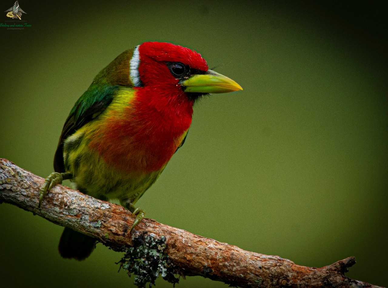 Red-headed Barbet - Eubucco bourcierii - Torito Cabecirojo - Bogota Birding and Colombia Wildlife Tours