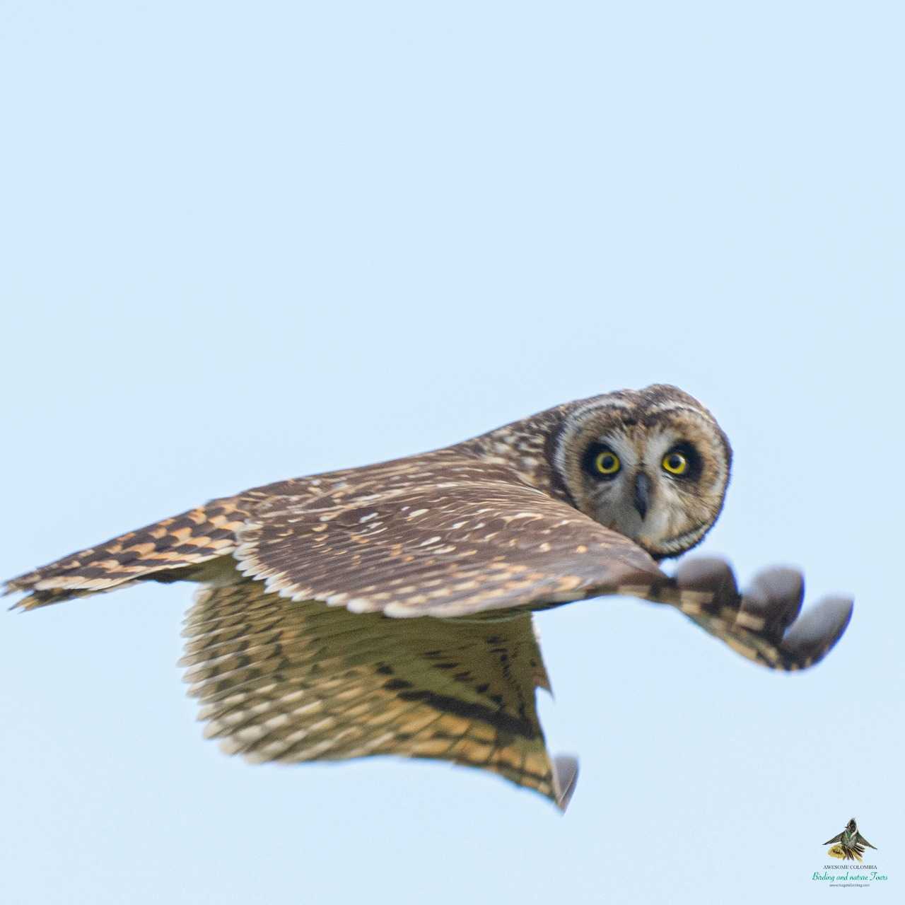Short-eared Owl - Asio flammeus - Búho Campestre - Jaboque Wetland - Bogota Birding