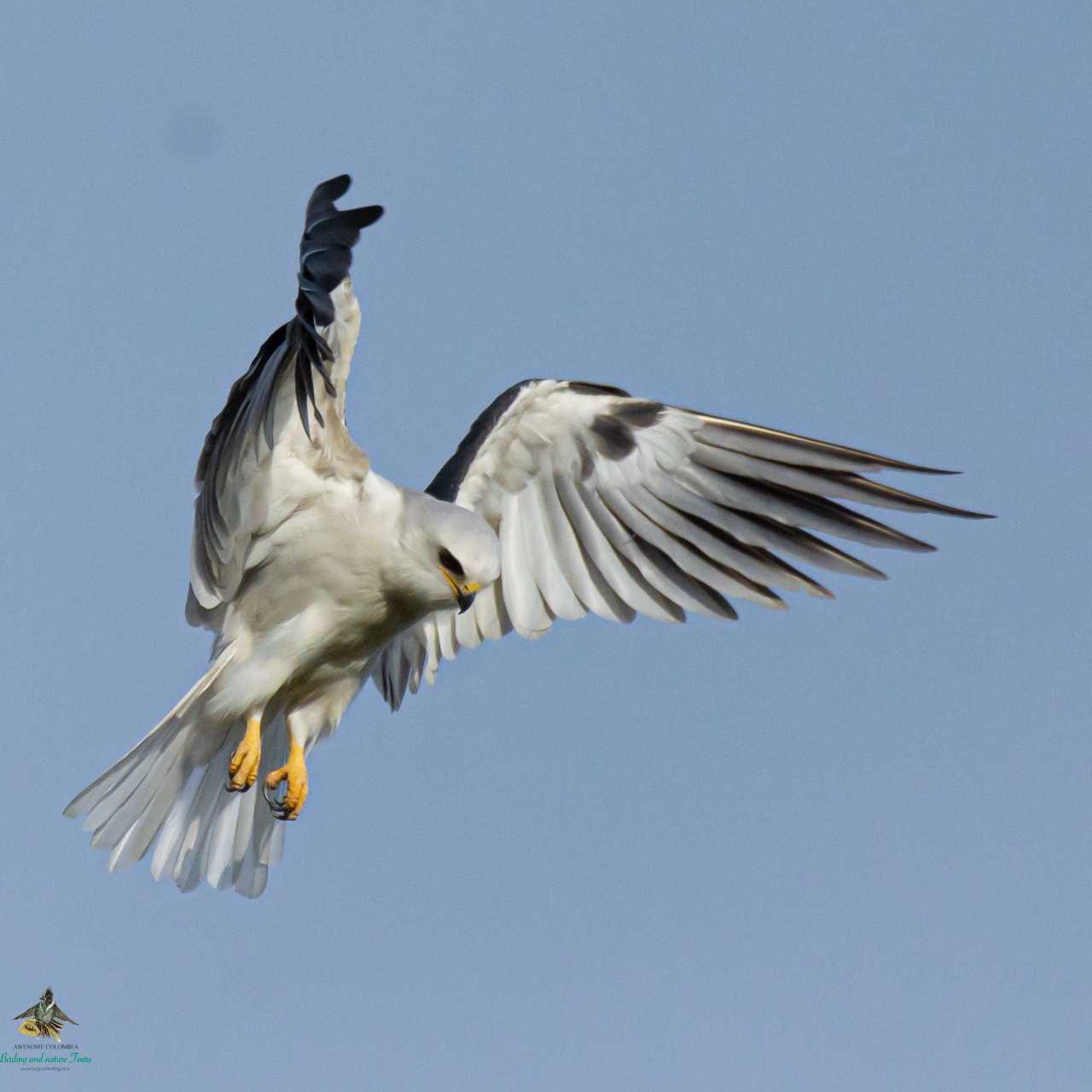 White-tailed Kite - Elanus leucurus - Gavilán Maromero - Jaboque Wetland - Bogota Birding