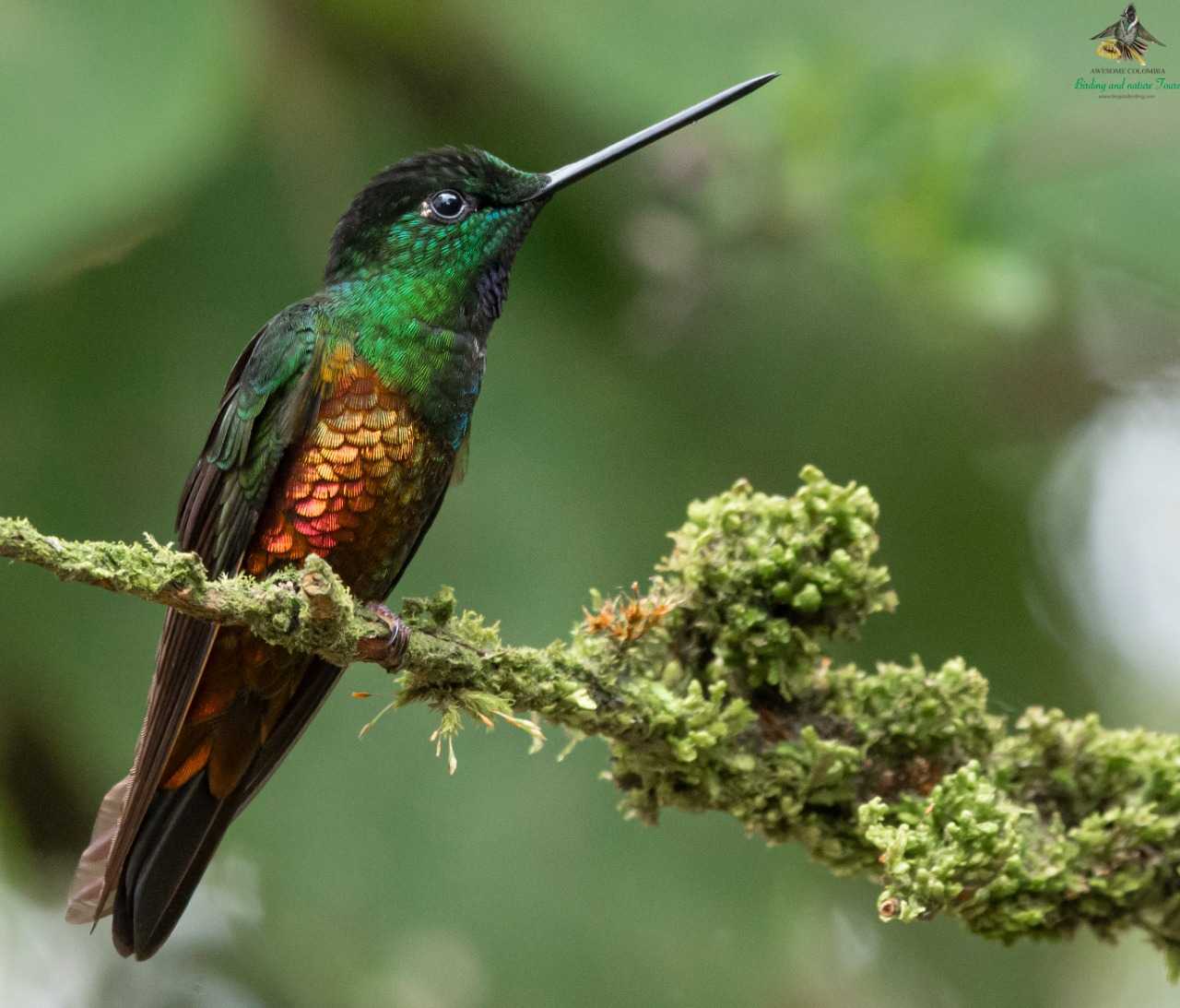 Mystery hummingbird - Monserrate - Colombia Birding - Bogota Birding