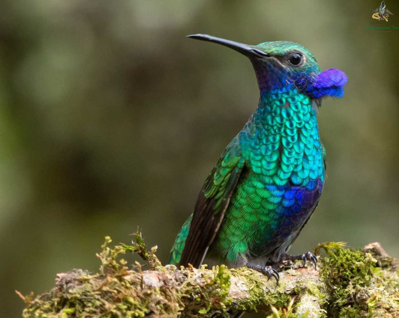 Sparkling Violetear - Colibri coruscans - Colibrí Chillón - Colombia Birding - Bogota Birding - Photography Birds
