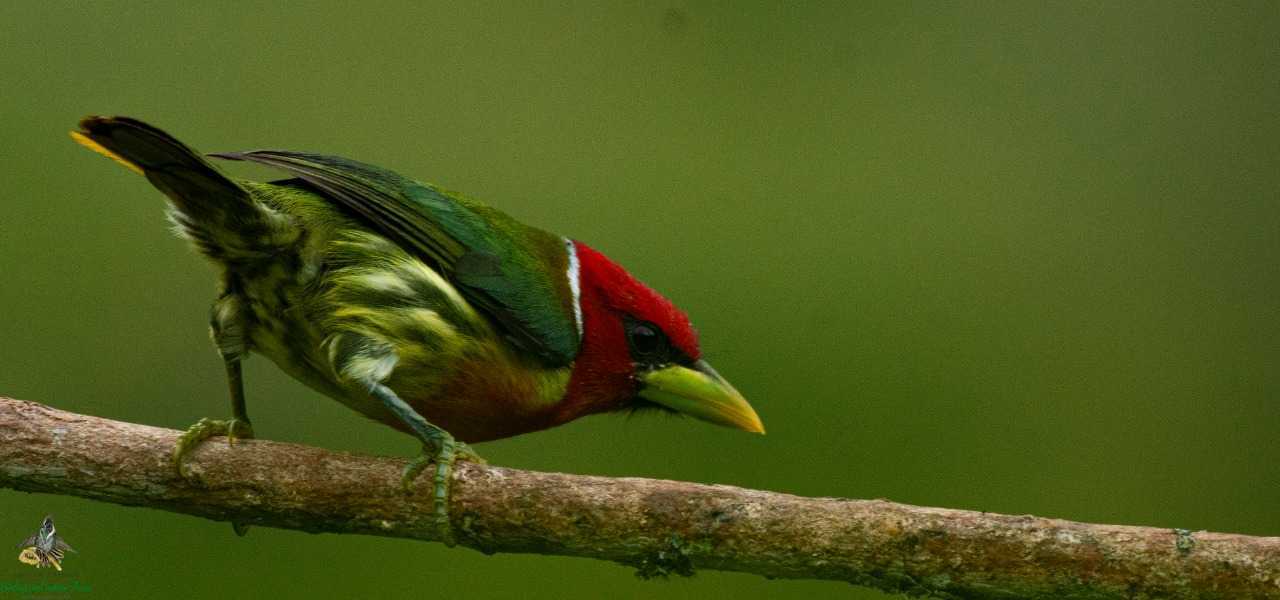 Red-headed Barbet - Eubucco bourcierii - Torito Cabecirojo - Bogota Birding and Colombia Wildlife Tours - Colombia Birding