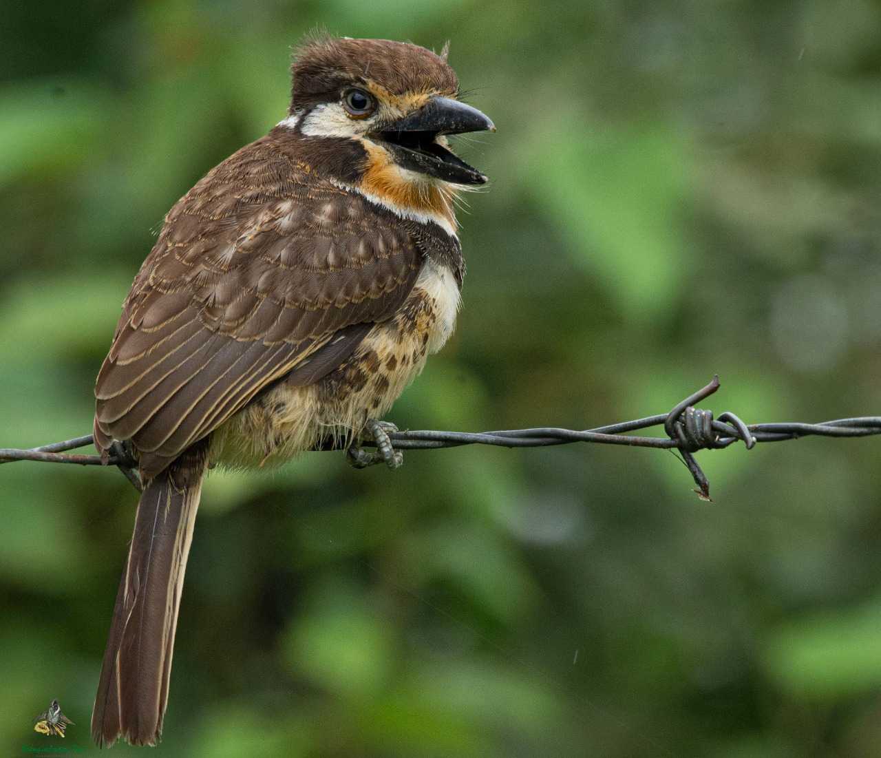 Russet-throated Puffbird - Hypnelus ruficollis - Buco Bobito - Bogota Birding and Colombia Wildlife Tours - Colombia Birding