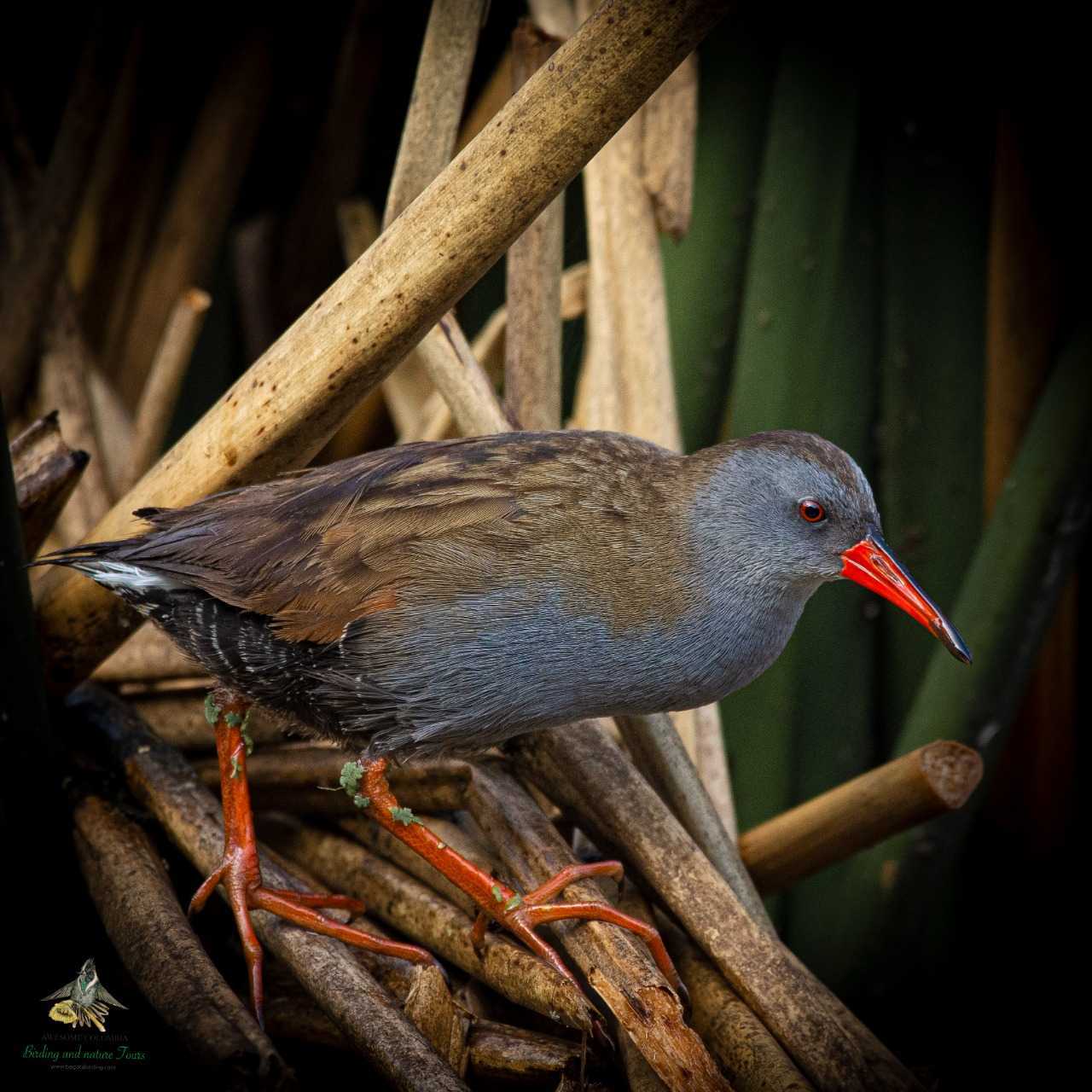 Bogota Rail - Rallus semiplumbeus - Tingua Bogotana - Birdwatching Colombia - Bogota Birding