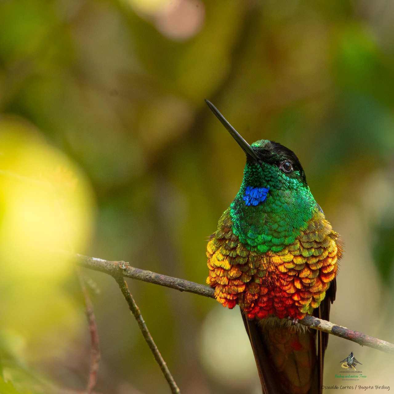 Golden-bellied Starfrontlet - Coeligena bonapartei - Muisca Dorado - Birdwatching Colombia - Bogota Birding