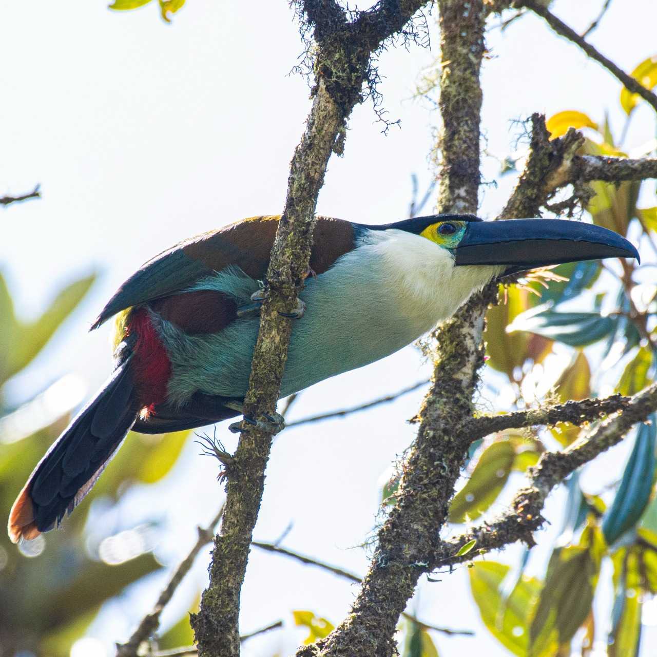 Black-billed Mountain-Toucan - Andigena nigrirostris -  Tucan Pechiazul - Colombia Birdwatching - Bogota Birding